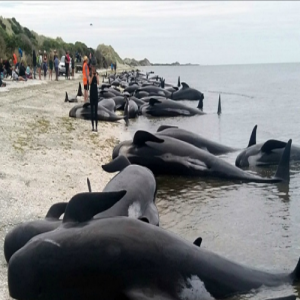 В Новой Зеландии на берег выбросились 400 китов 