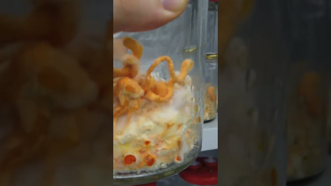 культивация кордицепса