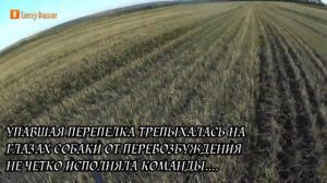 #ДРАТХААР  Работа по перепелу с отстрелом