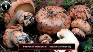 ТОП-10 САМЫХ РЕДКИХ ГРИБОВ СНГ