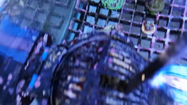 Acropora hyacinthus red planet XXL CORAL GANDALF смотреть онлайн