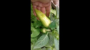 Перец Винни-Пух/#shorts