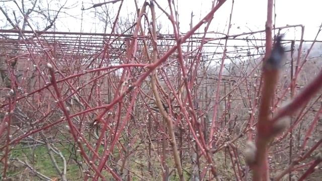 Обрезка персика летом - вред. Присушка - польза! смотреть онлайн