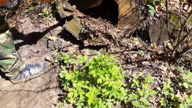 #КЛАД РАЗБОЙНИКОВ! МНОГО ЗОЛОТА! В ПОИСКАХ КЛАДА И ЗОЛОТА ОТ ВИКЛИНГА! смотреть онлайн