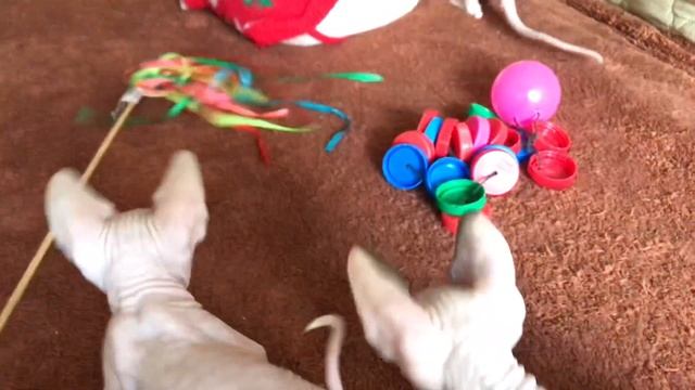 Котёнок меняет цвет глаз | Смастерила игруху #котятасфинкс смотреть онлайн