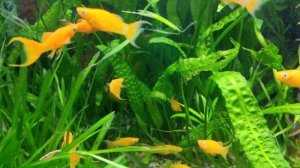 моллинезия золотая и анциструсы супер рэд