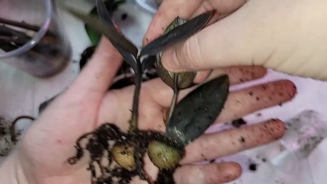 Замиокулькас размножение листом, невероятный результат, ускоряем рост, укореняем на фитильном полив