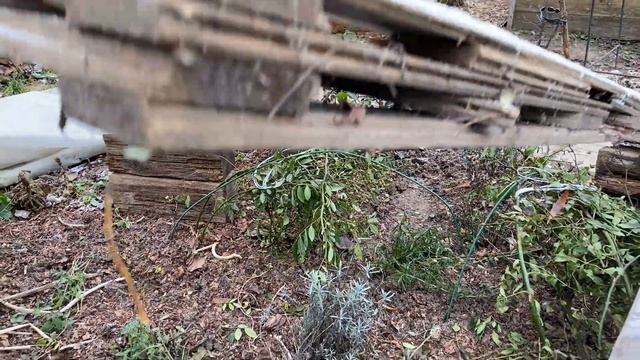 Укрытие роз на зиму смотреть онлайн