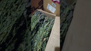 Обзор Лофанта Анисового