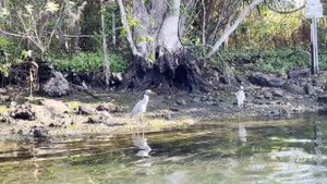 ЛАМАНТИНЫ ВО ФЛОРИДЕ