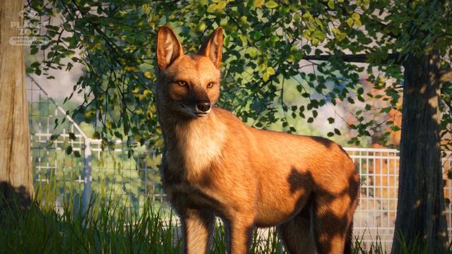 Dhole Reveal! Planet Zoo DLC Screenshot Reveal