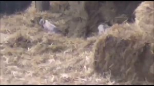 Один день из жизни казаков из станицы Солдато Александровское