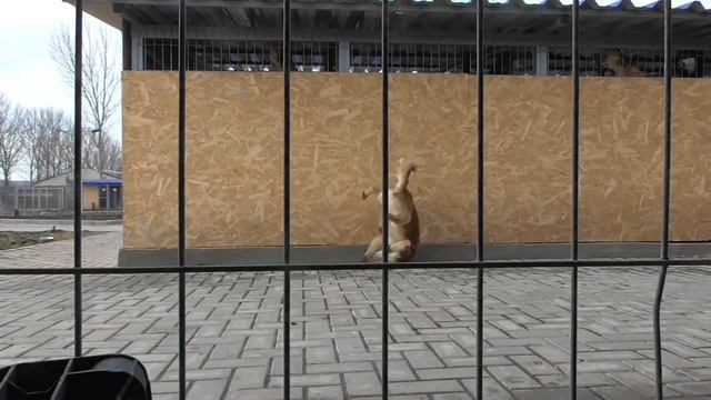 Неудачный отлов петлёй из вязальной проволоки 1мм смотреть онлайн