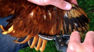 Как подрезать крылья курам чтобы не летали