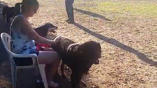 Rottweiler bugsy and Irish wolf hound смотреть онлайн