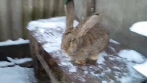 Хрипы  у кролика