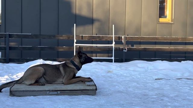 ПРОДАЁТСЯ МАЛИНУА ❤️🔥Джанико Гильза❤️🔥02.02.22. Подготовка мондьоринг, УГС. смотреть онлайн