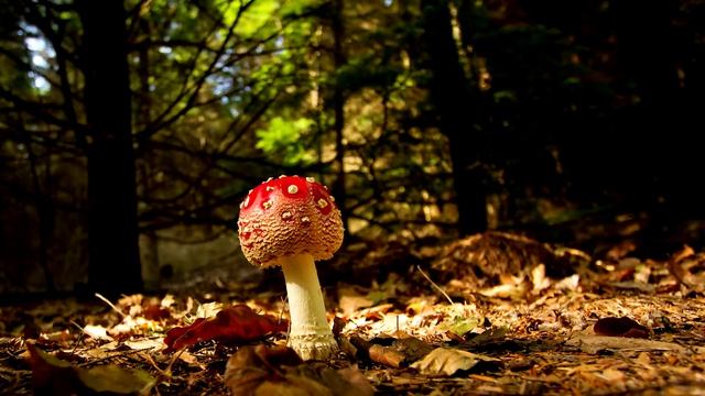 Slide-show | Full HD | Mushrooms | Amanita