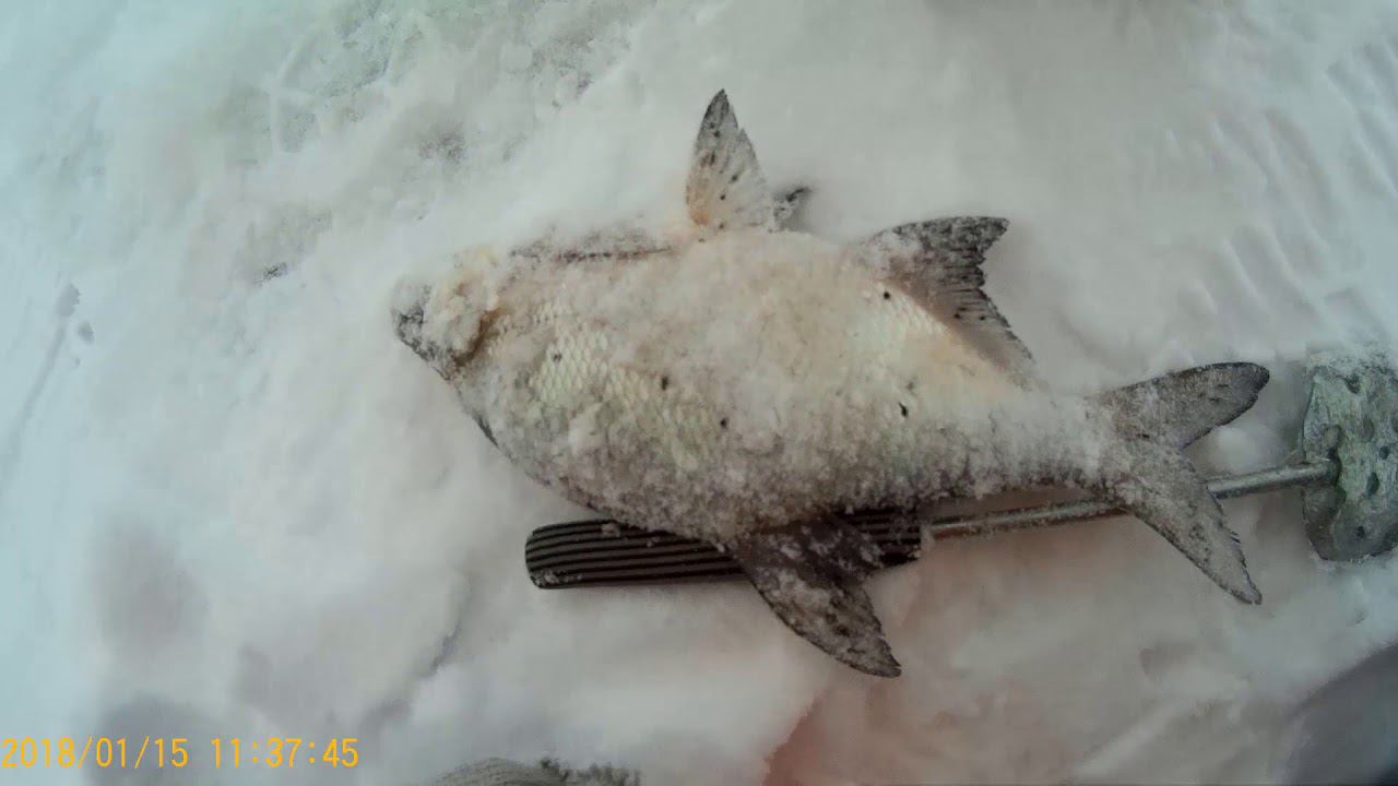 ЗИМНЯЯ РЫБАЛКА!ДЕНЬ НА РЕКЕ!РАЗВЕДКА!СЕТИ БРАКОНЬЕРОВ!КРУПНЫЙ ПОДЛЕЩИК! смотреть онлайн