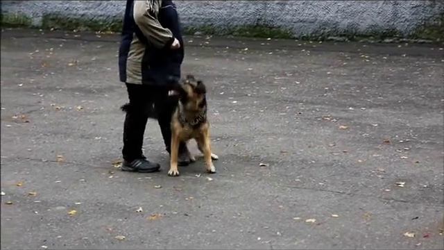 дрессировка немецкой овчарки. элементы окд и фристайла смотреть онлайн