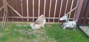 Чеснок яровой чем удобрить