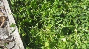 Агротехника Природного Земледелия. Как восстановить плодородие почвы? Сидераты.