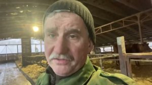 Пастбище или коровник для дойных?