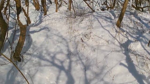 В поисках зацепа. Лесхоз 2023г. смотреть онлайн