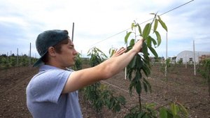 Промышленный сад. Сбор черешни. Как обрезать и защищать дерево? Урожай 2020 / Антон Пермяков