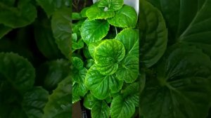 Обработка Масай в теплице. Клещ на розе. Пропорции 1гр на 1 литр воды