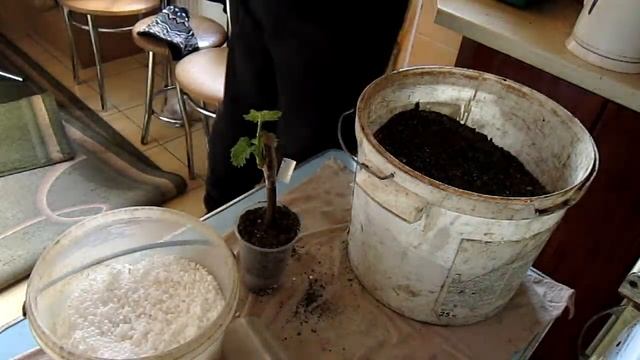 Обзор выращивания саженцев винограда. смотреть онлайн