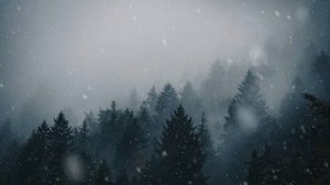 winter forest snow 4k live wallpaper