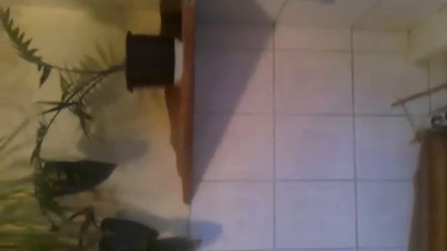 Птица залетела на кухню смотреть онлайн