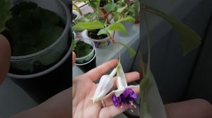 Фуксия, сорт Deep Purple