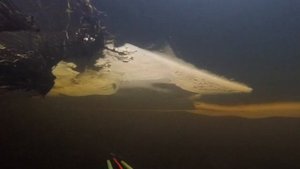 Подводная охота в ноябре на Кольском полуострове