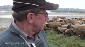 Sept a huit Life du 05 mai 2019 Les merveilles de la baie de Somme