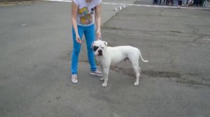 ам бульдоги Брест 2016 / American bulldogs in Belarus. Show in Brest 21/05/16