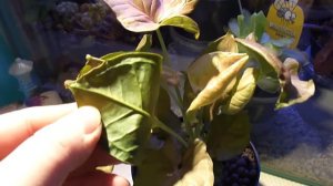 Pink Syngonium podophyllum 1