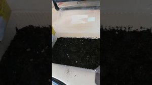 зверобой на участке от посева семян до сбора "урожая"))