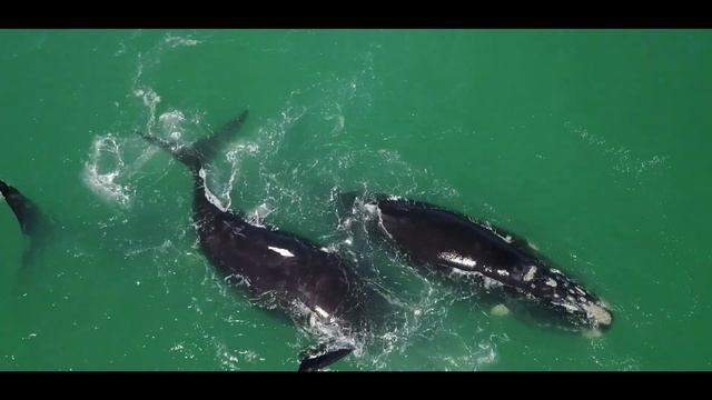 Whale Watching in South Africa - Southern Right Charters смотреть онлайн