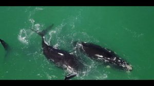 Whale Watching in South Africa - Southern Right Charters