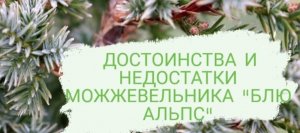 ДОСТОИНСТВА И НЕДОСТАТКИ МОЖЖЕВЕЛЬНИКА "БЛЮ АЛЬПС".