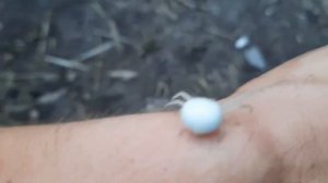 Необычный, белый паук!