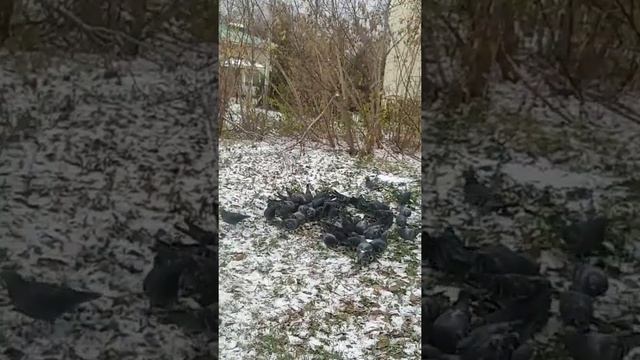 Сначала к алтарю, затем роду, и потом птицам... #ритуал #воблаго #предки #силарода #благодарность смотреть онлайн