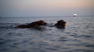 25 МИНУТ ВОЛШЕБСТВА С ПИТБУЛЯМИ НА МОРЕ !!!!!!!!! ПРЫЖКИ В МОРЕ/ПИТБУЛЬ ПРЫЖКИ/ПИТБУЛИ ДРАГОН ЛАЙВ.