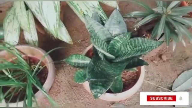 Our garden tour /Plant collection /plant hunting смотреть онлайн