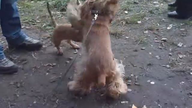 Мой спаниель Элвис играет с таксой