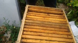 ЭКСПЕРЕМЕНТ.Оптимальное расстояние до медоносов.На какое расстояние летают пчелы