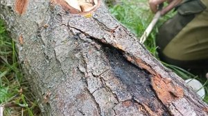 ДОБЫЧА ОГНЯ БЕЗ СПИЧЕК В СЫРЫХ УСЛОВИЯХ В ПОХОДЕ.ХИМИЧЕСКИЕ СПОСОБЫ.ЭКСПЕРИМЕНТ НА ОСТРОВЕ.