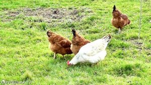 Развивающие МУЛЬТИКИ для детей  Животные и их ДЕТЕНЫШИ  Звуки животных Обучающее видео для малышей